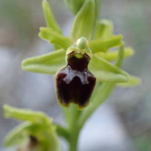 Photographie n°2298954 du taxon Ophrys virescens Philippe