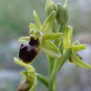 Photographie n°2298955 du taxon Ophrys virescens Philippe