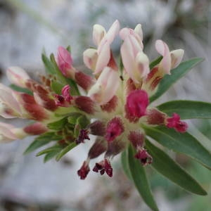 Photographie n°2298956 du taxon Anthyllis vulneraria L. [1753]
