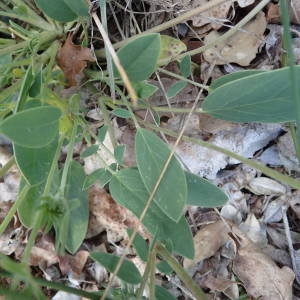 Photographie n°2298957 du taxon Anthyllis vulneraria L. [1753]