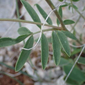 Photographie n°2298958 du taxon Anthyllis vulneraria L. [1753]