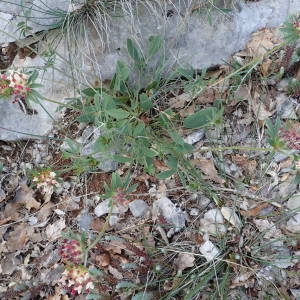 Photographie n°2298959 du taxon Anthyllis vulneraria L. [1753]