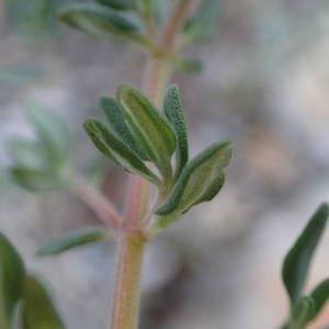 Photographie n°2298968 du taxon Helianthemum apenninum (L.) Mill. [1768]