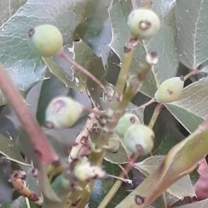 Photographie n°2298992 du taxon Berberis aquifolium Pursh [1814]