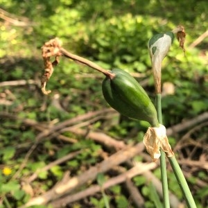 Photographie n°2299039 du taxon Narcissus pseudonarcissus L. [1753]