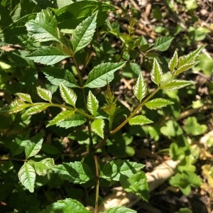 Photographie n°2299040 du taxon Fraxinus excelsior L. [1753]