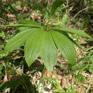 Photographie n°2299071 du taxon Lilium martagon L. [1753]