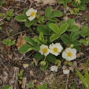 Photographie n°2299149 du taxon Potentilla sterilis (L.) Garcke [1856]