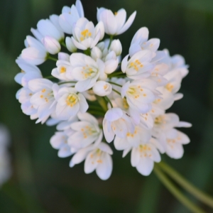 Photographie n°2299159 du taxon Allium neapolitanum Cirillo [1788]