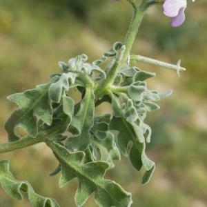 Photographie n°2299161 du taxon Matthiola tricuspidata (L.) R.Br. [1812]