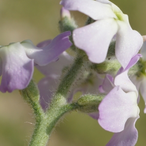 Photographie n°2299163 du taxon Matthiola tricuspidata (L.) R.Br. [1812]