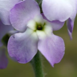 Photographie n°2299169 du taxon Matthiola tricuspidata (L.) R.Br. [1812]