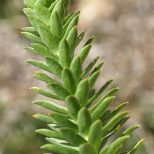 Photographie n°2299188 du taxon Euphorbia paralias L. [1753]