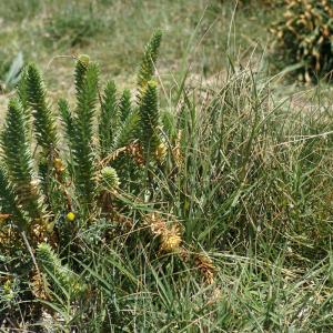 Photographie n°2299191 du taxon Euphorbia paralias L. [1753]