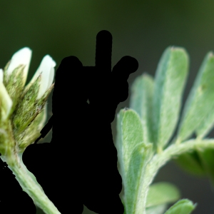 Ankylobus hamosus (L.) Steven (Astragale à gousses en hameçon)