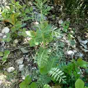 Photographie n°2299266 du taxon Tanacetum corymbosum (L.) Sch.Bip. [1844]