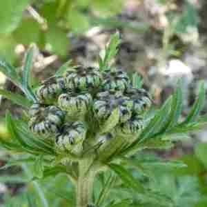 Photographie n°2299267 du taxon Tanacetum corymbosum (L.) Sch.Bip. [1844]