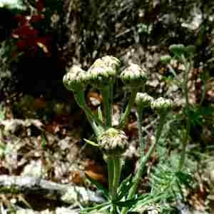 Photographie n°2299268 du taxon Tanacetum corymbosum (L.) Sch.Bip. [1844]