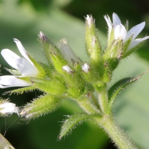 Photographie n°2299330 du taxon Cerastium glomeratum Thuill. [1799]