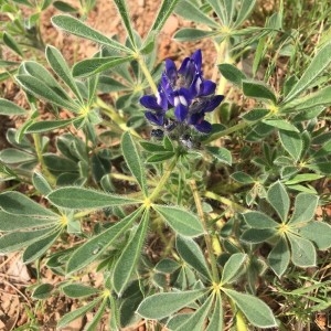 Photographie n°2299349 du taxon Lupinus micranthus Guss. [1828]