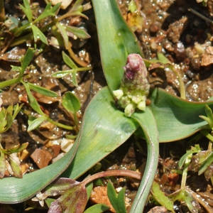  - Bellevalia trifoliata (Ten.) Kunth [1843]