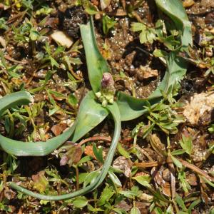 Hyacinthus trifoliatus Ten. (Bellevalia à trois feuilles)