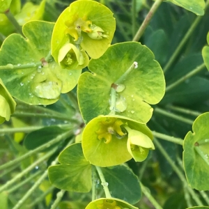 Photographie n°2299390 du taxon Euphorbia characias L. [1753]