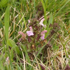 Photographie n°2299421 du taxon Pedicularis sylvatica subsp. sylvatica 