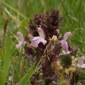 Photographie n°2299422 du taxon Pedicularis sylvatica subsp. sylvatica 