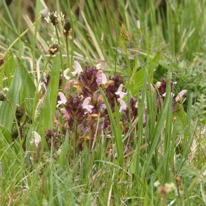 Photographie n°2299423 du taxon Pedicularis sylvatica subsp. sylvatica 