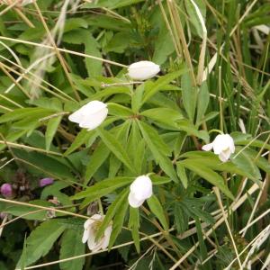 Photographie n°2299445 du taxon Anemone nemorosa L. [1753]