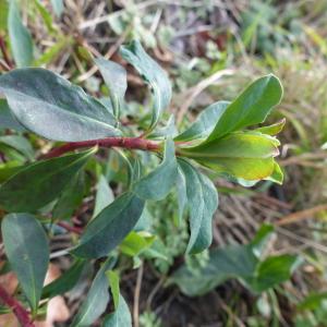 Photographie n°2299491 du taxon Euphorbia amygdaloides L.