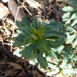 Photographie n°2299495 du taxon Euphorbia amygdaloides L.