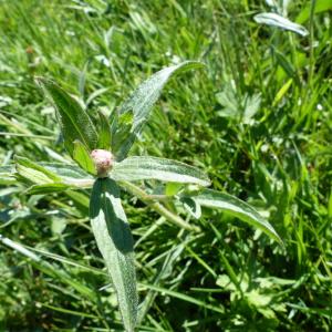 Photographie n°2299501 du taxon Centaurea decipiens Thuill. [1799]