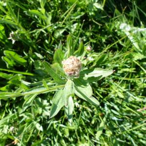 Photographie n°2299504 du taxon Centaurea decipiens Thuill. [1799]