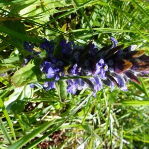 Photographie n°2299506 du taxon Ajuga reptans L. [1753]