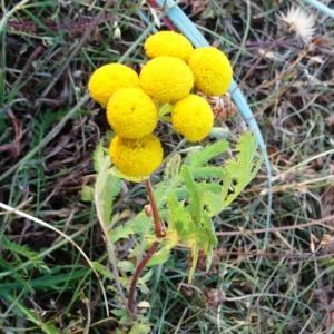 Photographie n°2299531 du taxon Tanacetum vulgare L. [1753]