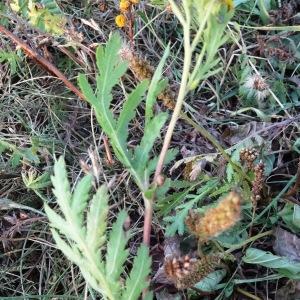 Photographie n°2299532 du taxon Tanacetum vulgare L. [1753]