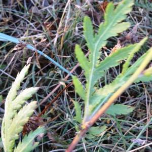 Photographie n°2299533 du taxon Tanacetum vulgare L. [1753]