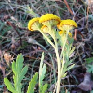 Photographie n°2299534 du taxon Tanacetum vulgare L. [1753]