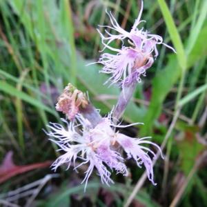 Photographie n°2299539 du taxon Dianthus superbus L. [1755]