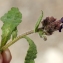  Liliane Roubaudi - Anchusa undulata L. [1753]