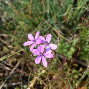 Photographie n°2299654 du taxon Erodium cicutarium (L.) L'Hér. [1789]