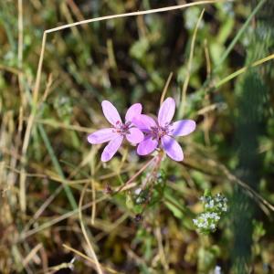 Photographie n°2299656 du taxon Erodium cicutarium (L.) L'Hér. [1789]