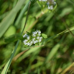 Photographie n°2299703 du taxon Valerianella locusta (L.) Laterr. [1821]