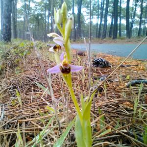 Photographie n°2299741 du taxon Ophrys apifera Huds.