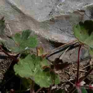 Photographie n°2299769 du taxon Geranium rotundifolium L. [1753]