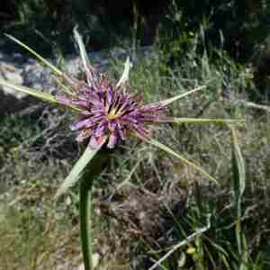 Photographie n°2299778 du taxon Tragopogon angustifolius Bellardi ex Willd. [1803]