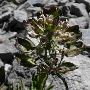 Photographie n°2299784 du taxon Iberis saxatilis L. [1756]