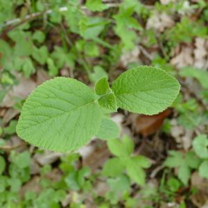 Photographie n°2299831 du taxon Viburnum lantana L. [1753]